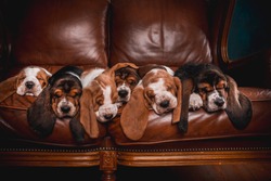 Many puppies of basset hound lau and sleep on the retro luxury leather sofa