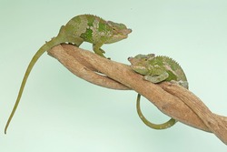 Two young Fischer's chameleons (Kinyongia fischeri) are crawling on tree branches.