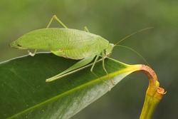 An adult long-legged grasshopper is foraging in the bushes. This insect has the scientific name Mecopoda nipponensis. 