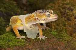 A leopard gecko is in the process of molting. This reptile has the scientific name Eublepharis macularius. 