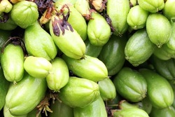 A collection of cucumber tree fruits that are ready to be picked. The plant whose fruit is very acidic has the scientific name Averrhoa bilimbi. 