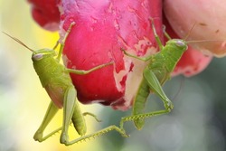 Two young, bright green grasshoppers are eating pink Malay apples. These insects like to eat young leaves, flowers and fruits.