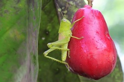 A young grasshopper in bright green color resting on a pink Malay apple. These insects like to eat young leaves, flowers and fruits.