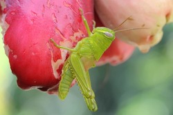 A young grasshopper in bright green color resting on a pink Malay apple. These insects like to eat young leaves, flowers and fruits.