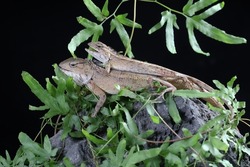 Two oriental garden lizards are sunbathing. This reptile has the scientific name Calotes versicolor. 