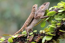 Two oriental garden lizards are sunbathing. This reptile has the scientific name Calotes versicolor. 