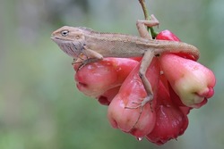 An oriental garden lizard is sunbathing in a collection of water apples before starting its daily activities. This reptile has the scientific name Calotes versicolor.