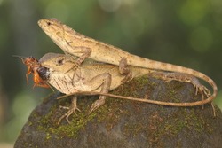 Two oriental garden lizards are indeed a cricket in the bushes. This reptile has the scientific name Calotes versicolor.