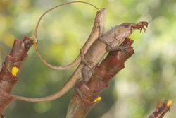 Two oriental garden lizards are indeed a cricket in the bushes. This reptile has the scientific name Calotes versicolor.