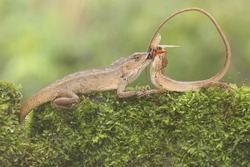 Two oriental garden lizards are preying on a cricket on a rock overgrown with moss. This reptile has the scientific name Calotes versicolor.