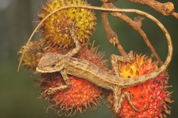 An oriental garden lizard is sunbathing in a collection of rambutan fruit before starting its daily activities. This reptile has the scientific name Calotes versicolor.
