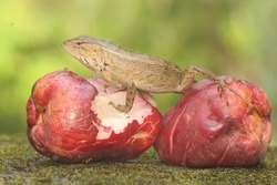 An oriental garden lizard is hunting for fruit flies on a pink Malay apple that has fallen to the ground. This reptile has the scientific name Calotes versicolor.