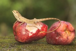 An oriental garden lizard is hunting for fruit flies on a pink Malay apple that has fallen to the ground. This reptile has the scientific name Calotes versicolor.