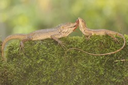 wo oriental garden lizards are indeed a cricket in the bushes. This reptile has the scientific name Calotes versicolor.