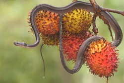 A dragon snake is looking for prey in a bunch of rambutan fruit. This reptile has the scientific name Xenodermus javanicus.