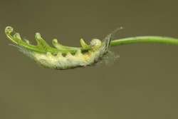 A caterpillar of the common baron is eating a fern leaf that grows wild. The insect that makes the skin itchy when touched has the scientific name Euthalia aconthea.