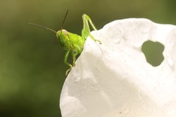 A young grasshopper of bright green color is resting in a bush. These insects like to eat young leaves, flowers and fruits.