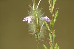 A caterpillar of the common baron is eating flowers from a wild plant. Insects whose hairs make the skin of humans who touch them itch have the scientific name Euthalia aconthea.