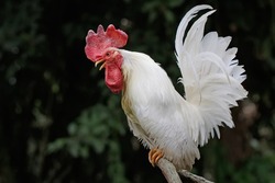 A white rooster was perched on a dry tree branch. Animals that are cultivated for their meat have the scientific name Gallus gallus domesticus.