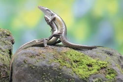A pair of common sun skinks prepare to mate on a moss-covered rock. This reptile has the scientific name Mabouya multifasciata.