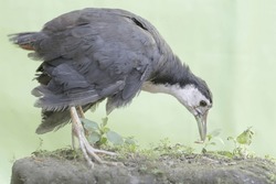 A white-breasted waterhen looking for food in the bushes. This water bird has the scientific name Amaurornis phoenicurus.