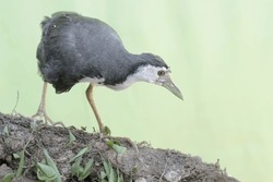 A white-breasted waterhen bird is looking for food in the bushes by a small river. This bird has the scientific name Amaurornis phoenicurus.