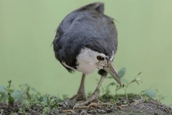 A white-breasted waterhen eating young leaves in the bushes by a small river. This bird has the scientific name Amaurornis phoenicurus.
