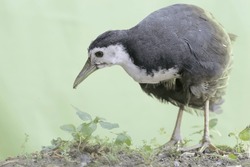 A white-breasted waterhen is looking for food on a rock overgrown with moss. This bird has the scientific name Amaurornis phoenicurus.