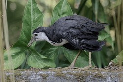 A white-breasted waterhen eating common earthworms (Lumbricus terrestris) in the bushes. This bird has the scientific name Amaurornis phoenicurus.