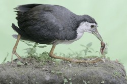 A white-breasted waterhen eats a small earthworm in the bushes by a small river. This bird has the scientific name Amaurornis phoenicurus.