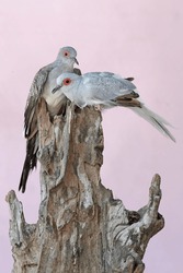 A pair of diamond doves are resting on a weathered tree trunk. This bird, which has a native habitat on the Australian continent, has the scientific name Geopelia cuneata.
