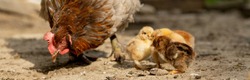 Closeup of a mother chicken with its baby chicks on the farm. Hen with baby chickens.
