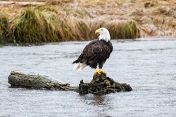 A Bald Eagle perched on a log in British Columbia
