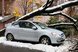 Tall Tree fell on the car and crushed it due to heavy snow storm 