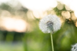 White dandelion with blurred background