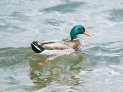 A wild duck sailing in water