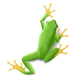 Green frog. Vector.