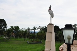 Bird. Egret or heron in white color on a masonry pedestal, in panoramic photo exotic Brazilian bird, in the background cloudy sky in panoramic photo
