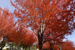 Autumn Blaze Maple Trees scene in Seattle