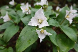 Pseudotrillium rivale, known by the common name brook wakerobin, is endemic to the Siskiyou Mountains of southern Oregon and northern California.