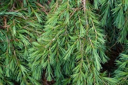 Cedrus deodara, the deodar cedar, Himalayan cedar, or deodar, is a species of cedar native to the Himalayas.