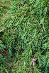 The Deodar Cedar is a fine textured evergreen tree that makes a good substitute for white pine.
