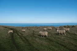 Sheep in a field at the end of the earth, New Zealand, Slope point
