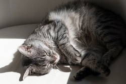 Just adopted fluffy grey tabby cat sleeping curled up and peacefully on a pillow in her forever home in a harsh sunlight, high contrast