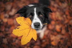 Border Collie dog is holding a leaf with his mouth and looking from the down above. 