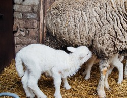 Lambs drink milk from their mother.Livestock. The ranch. Animal husbandry.A group of sheep and small lambs are standing in a barn. Agriculture, sheep breeding.