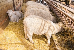 A group of sheep is standing in a barn and eating hay. Agriculture, sheep breeding. The animals stand exactly in a row and have lunch.