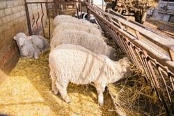 A group of sheep is standing in a barn and eating hay. Agriculture, sheep breeding. The animals stand exactly in a row and have lunch.