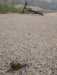 selective focus of a snail on a wet asphalt track and in a blurred background a road with a bicycle on the ground