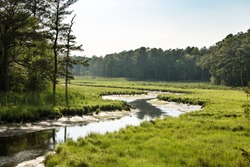 tidal marsh Delaware east coast